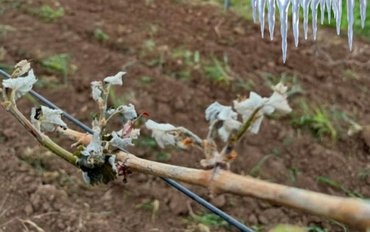 Boj vinařů na jižní Moravě: Jarní mrazíky narušují úrodu a vyvolávají nové výzvy